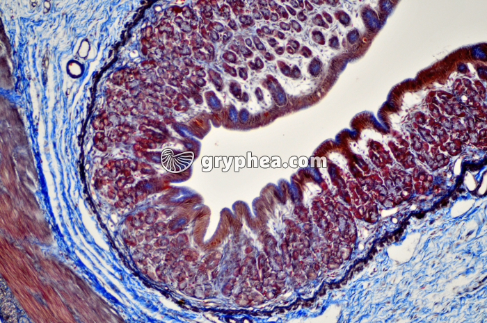 Estomac x40 - gryphea.org